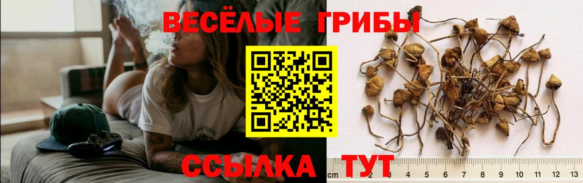 Псилоцибиновые грибы Psilocybine cubensis Лабинск